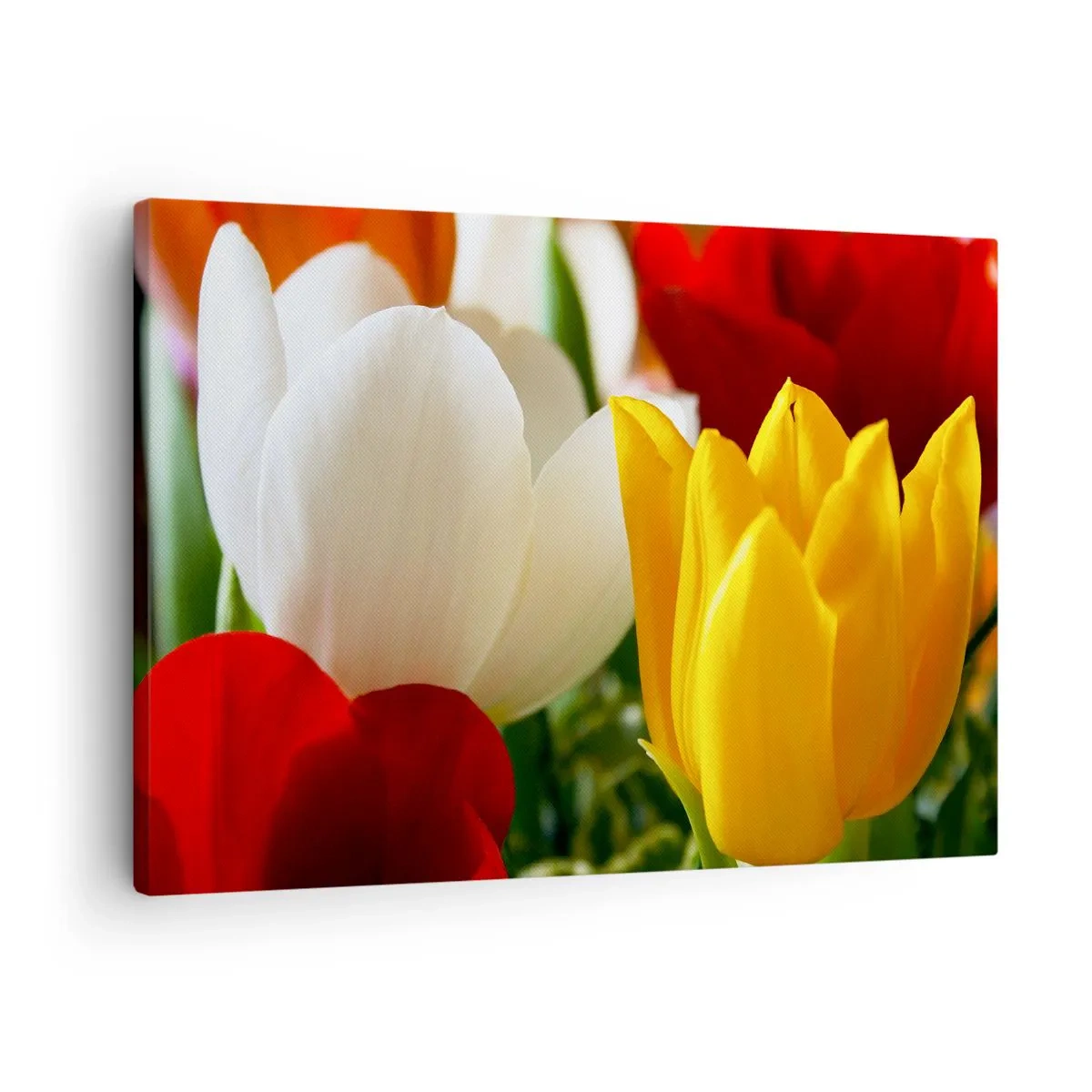 Lærredstryk - Billede på lærred - Nærbillede af farverige tulipaner mod en forårsbaggrund - 70x50cm - Tulipanfeber - Moderne vægdekoration til stue og soveværelse ARTTOR
