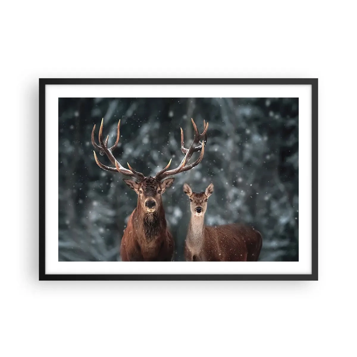 Plakat i sort ramme - Skovens herre og hans kone - 70x50 cm