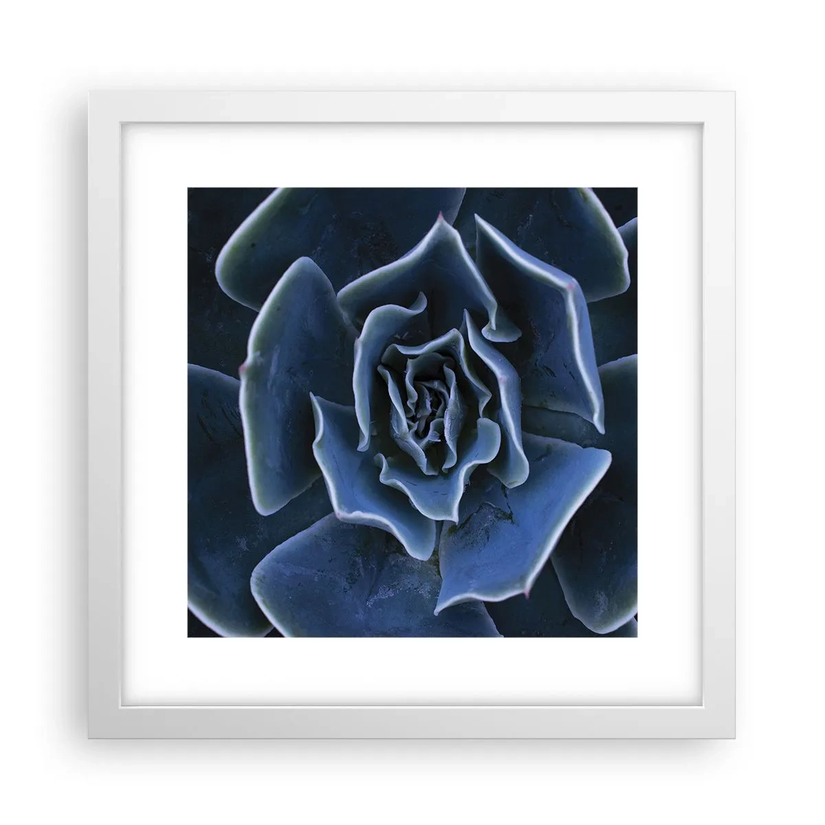 Plakat i hvid ramme - Ørkenblomst - 30x30 cm