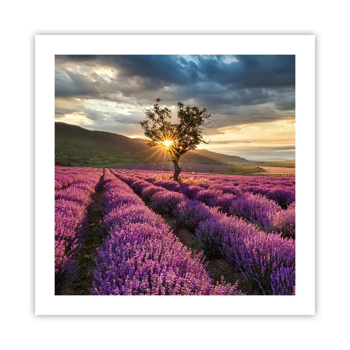 Plakat - Lilla aroma - 50x50 cm