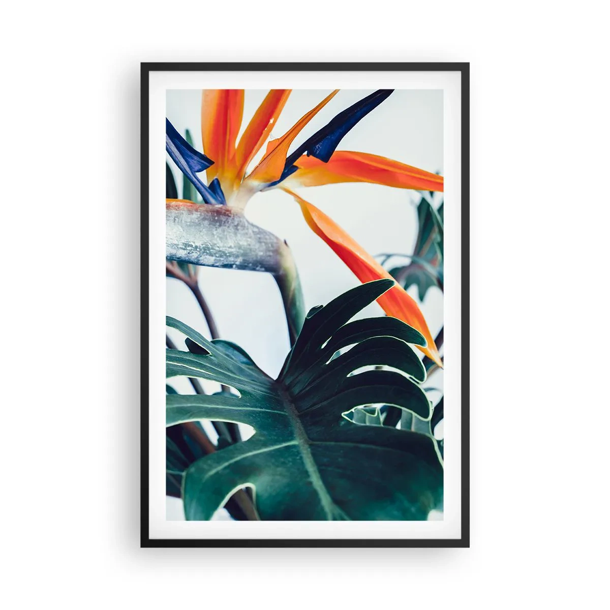 Plakat i sort ramme - Fuglebur - 61x91 cm