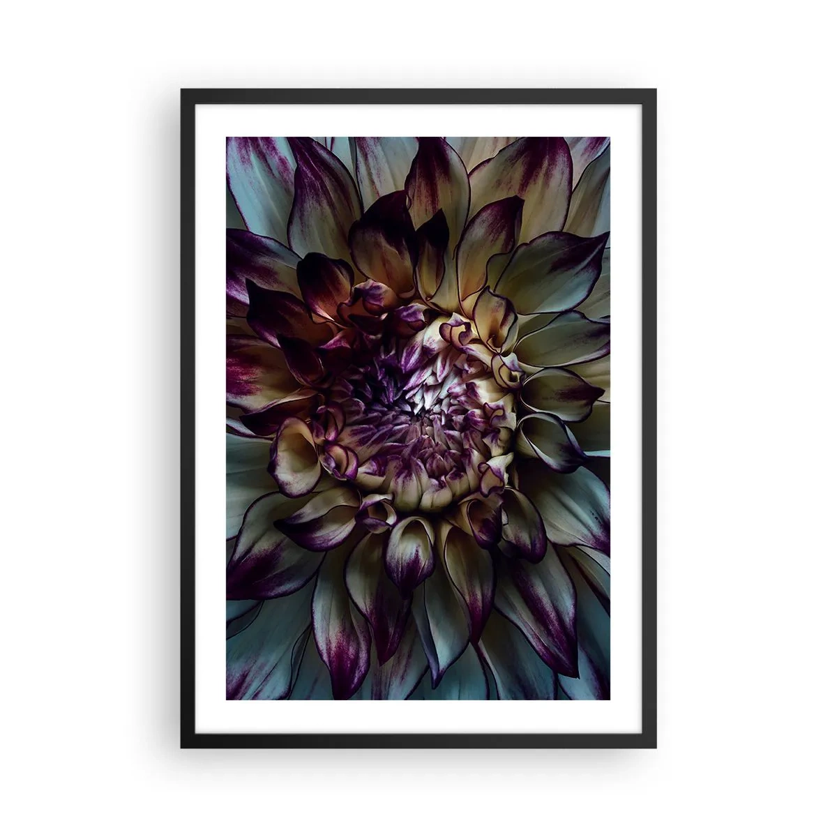 Plakat i sort ramme - Makrofotografi af mørke georginer i lilla og gyldne nuancer - 50x70cm - Ungdommens blomstring - Moderne vægdekoration til stue og soveværelse ARTTOR