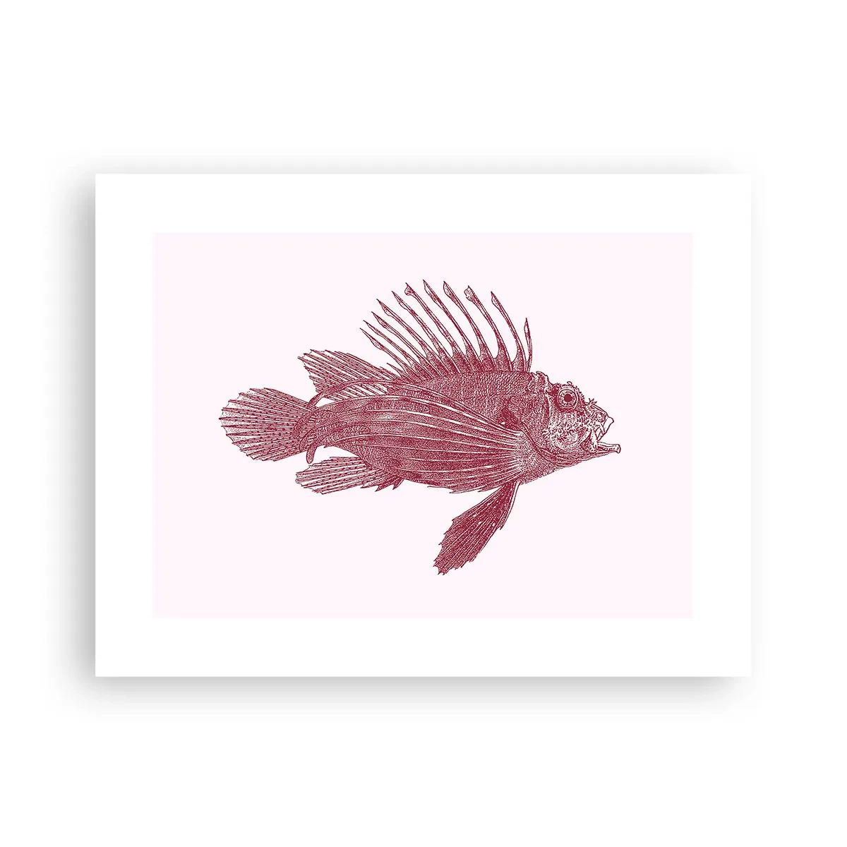 Plakat - En beboer i eksotiske farvande - 40x30 cm