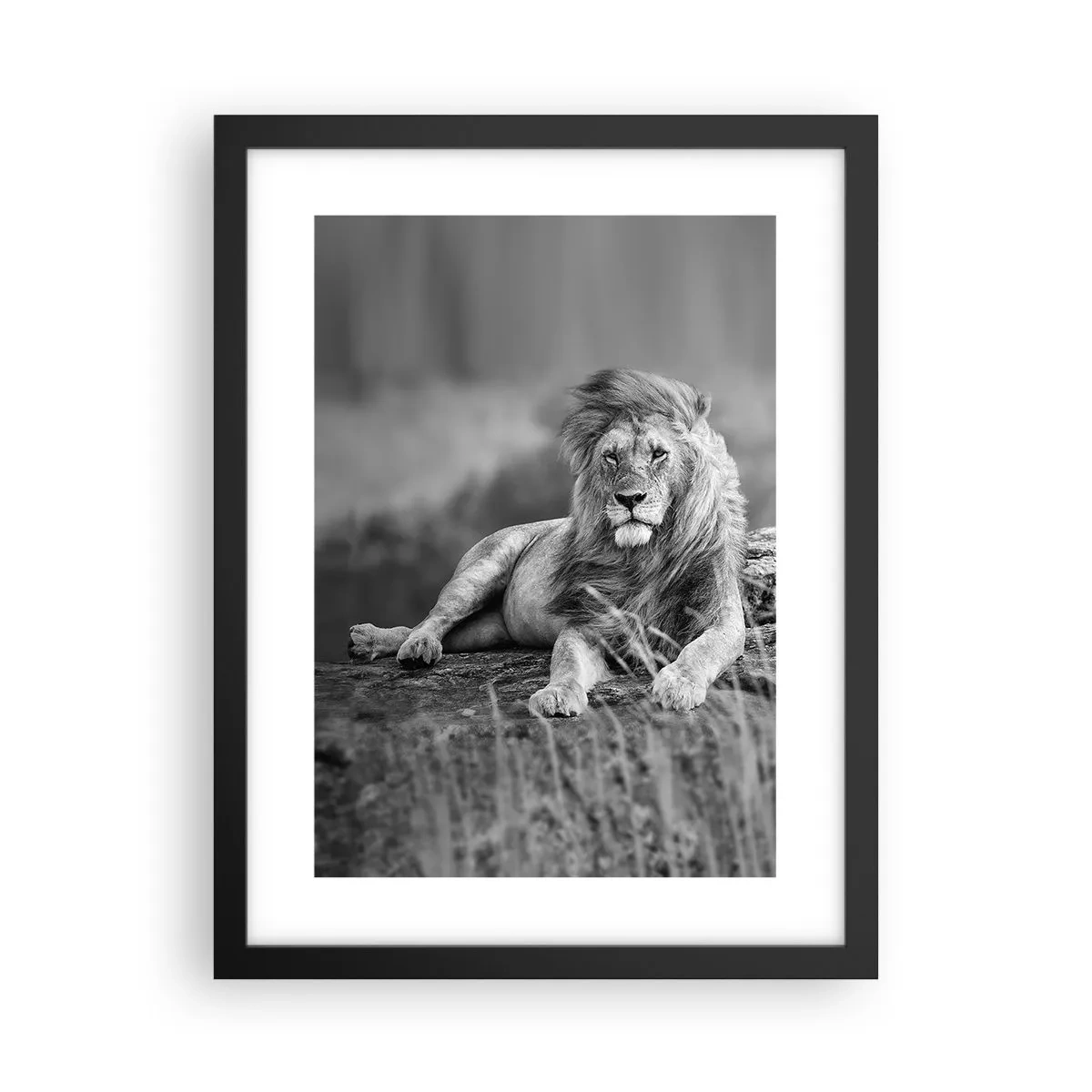 Plakat i sort ramme - Kongelig siesta - 30x40 cm