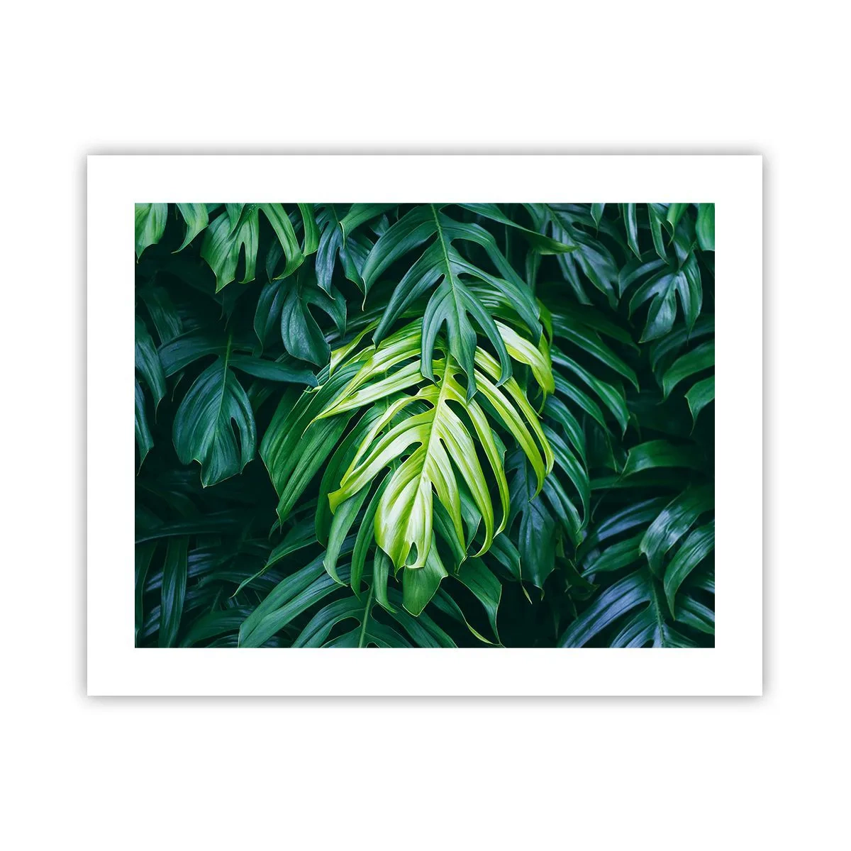 Plakat - Fordyb dig i friskhed - 50x40 cm