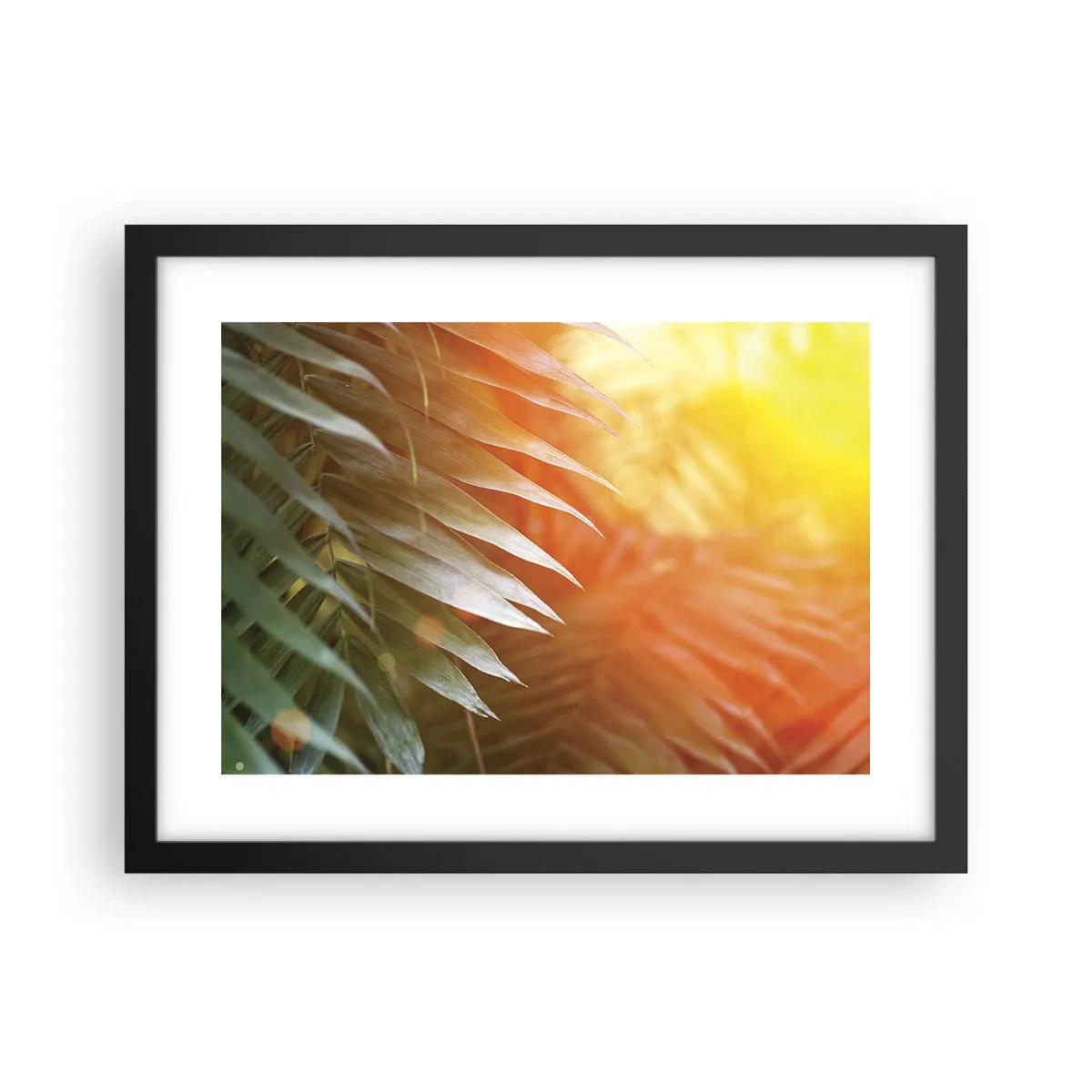 Plakat i sort ramme - Morgen i junglen - 40x30 cm
