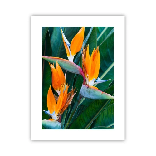Plakat - Er det en blomst eller er det en fugl? - 30x40 cm