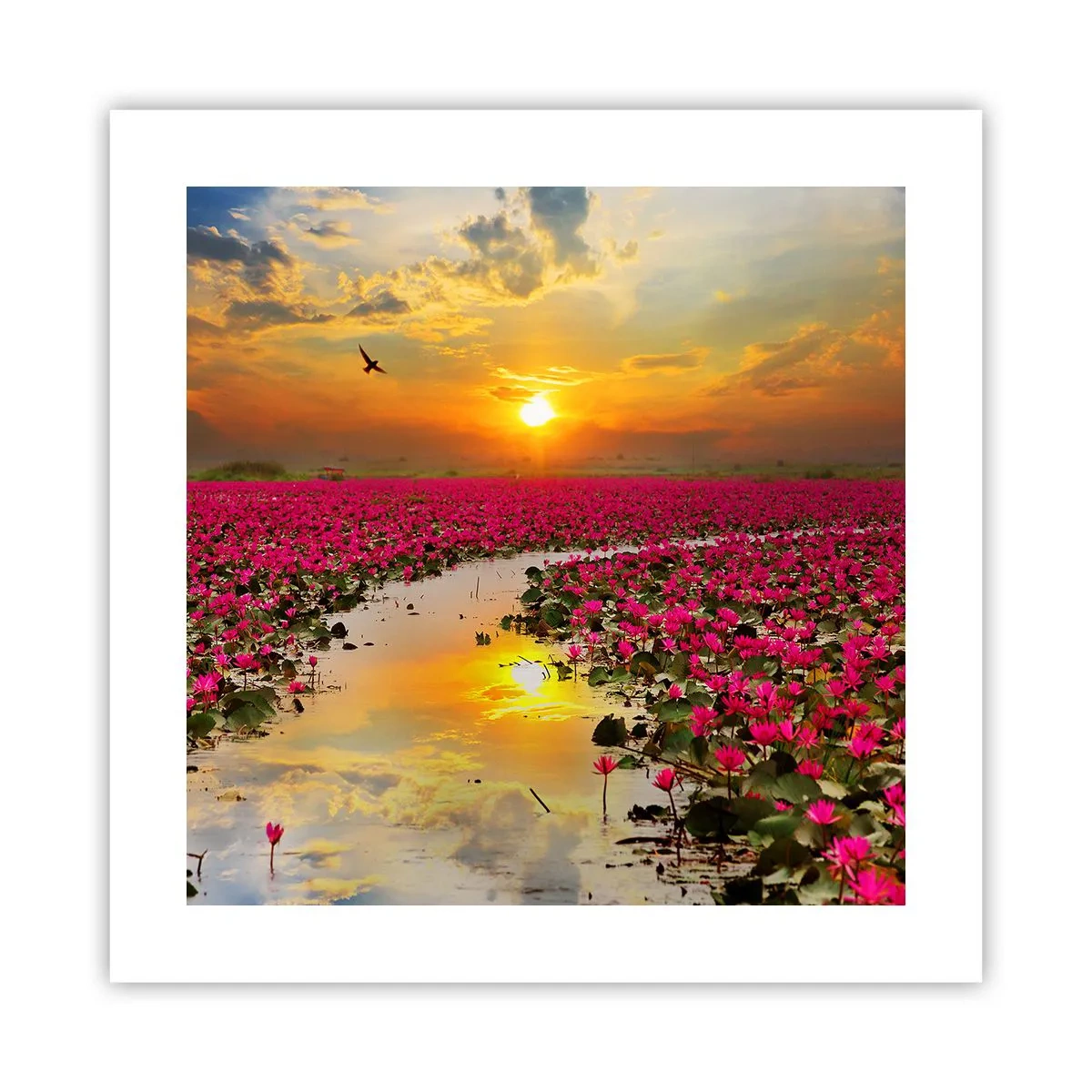 Plakat - Søens hemmelige liv - 40x40 cm