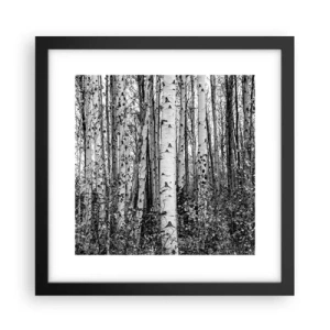 Plakat i sort ramme - Kolonnade af birk - 30x30 cm