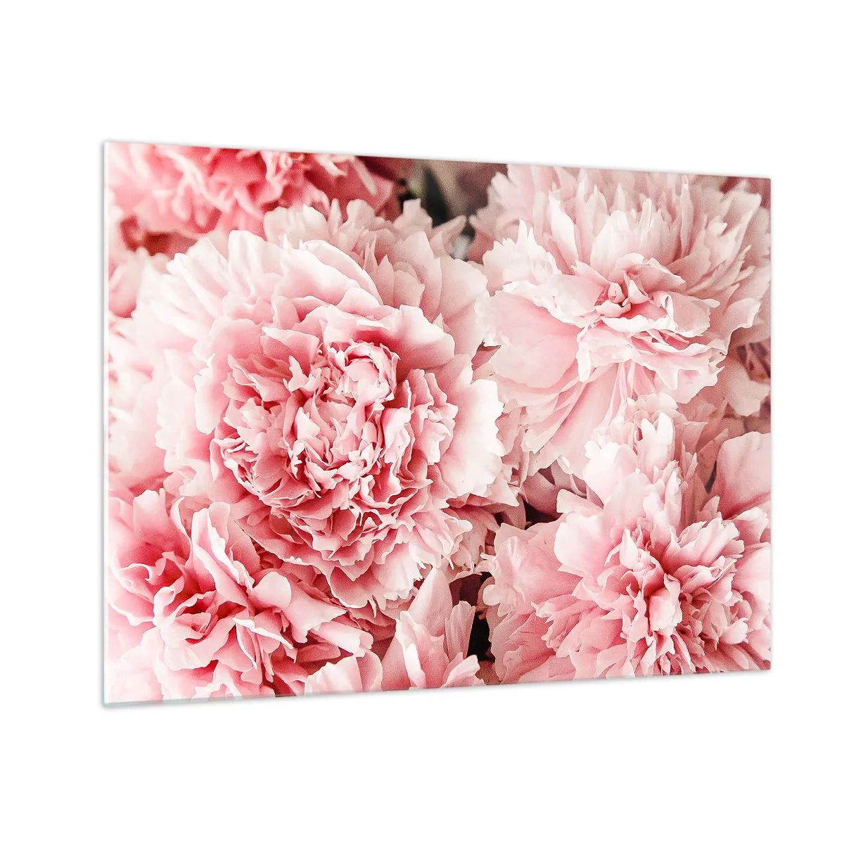 Billede på glas - Nærbillede af lyserøde pæoner i fuldt flor - 70x50cm - Lyserød drøm - Moderne vægdekoration til stue og soveværelse ARTTOR