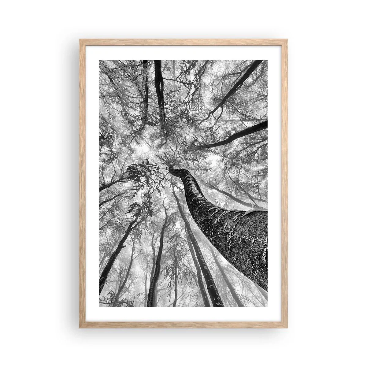 Plakat i ramme af lyst egetræ - Kapløb mod lyset - 50x70 cm