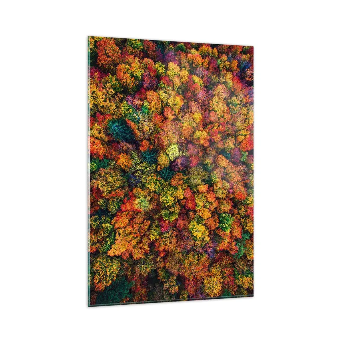 Billede på glas - Buket af efterårstræer - 80x120 cm