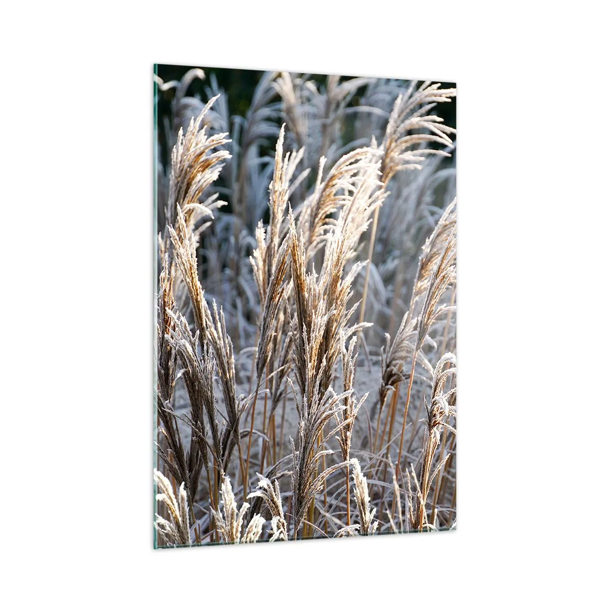 Billede på glas - Pyntet med frost - 50x70 cm