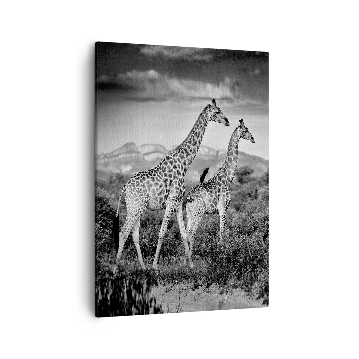 Lærredstryk - Billede på lærred - Afrikas overklasse - 50x70 cm