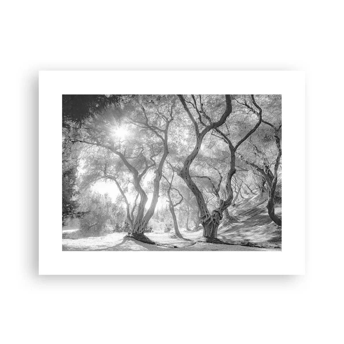 Plakat - I en olivenlund - 40x30 cm