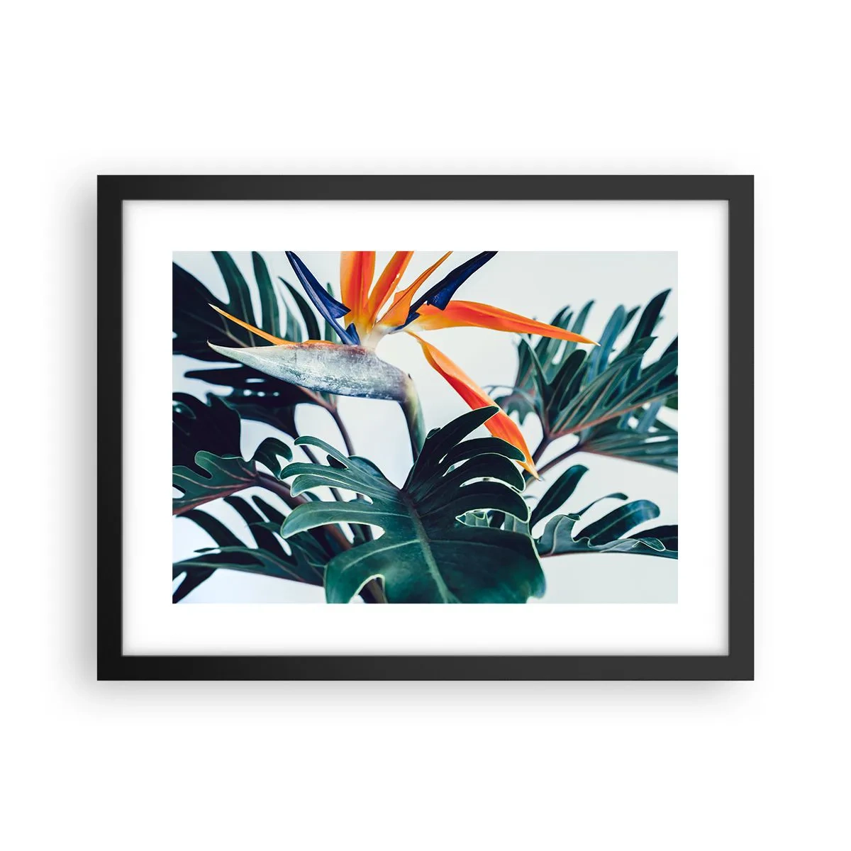 Plakat i sort ramme - Fuglebur - 40x30 cm