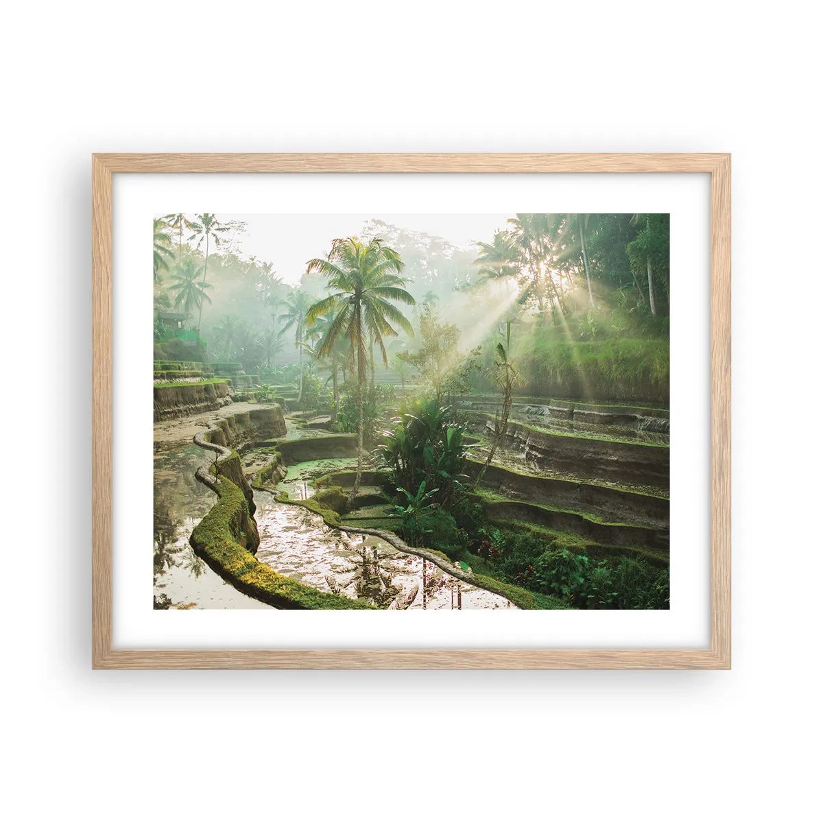 Plakat i ramme af lyst egetræ - Voksende op i solen - 50x40 cm