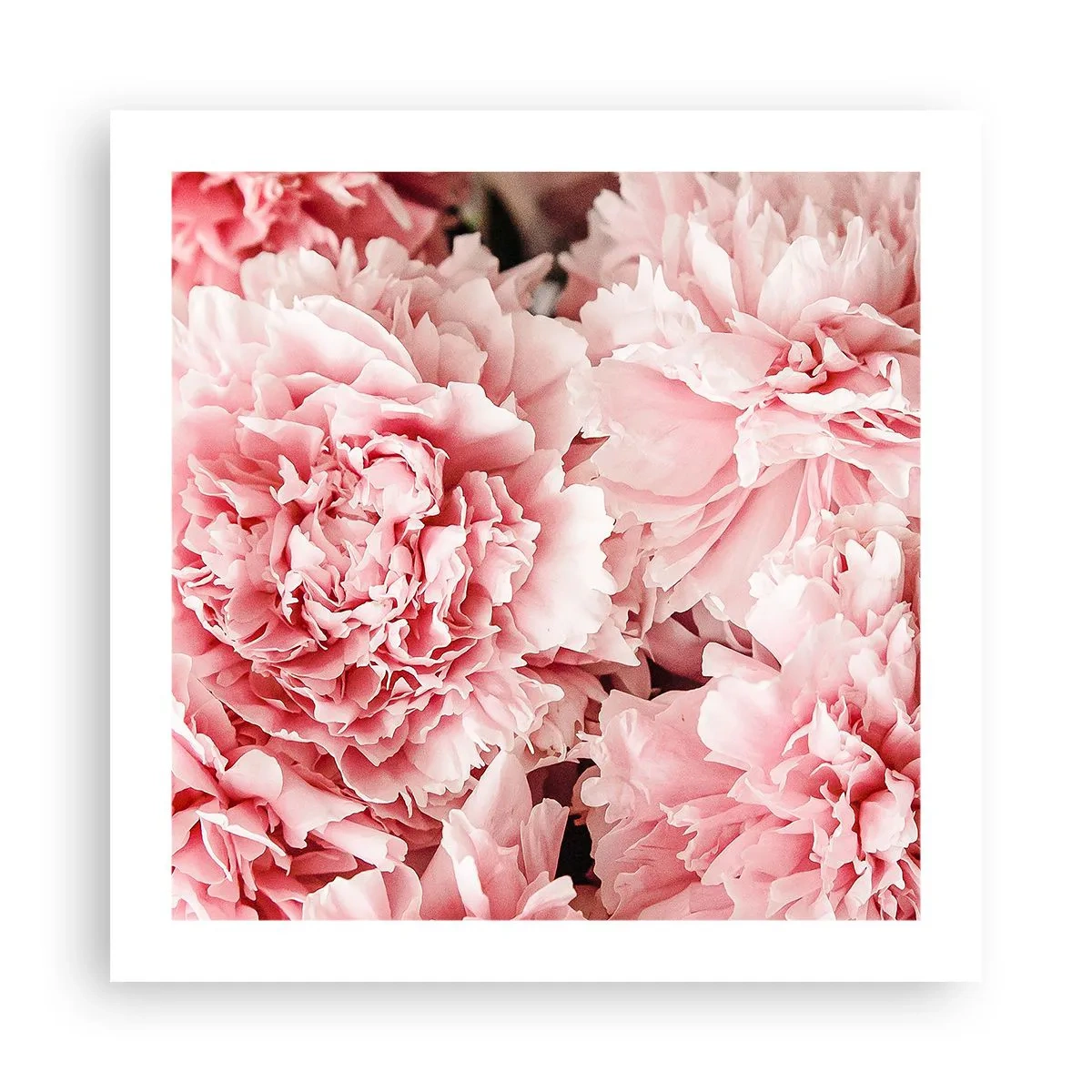 Plakat - Lyserød drøm - 50x50 cm