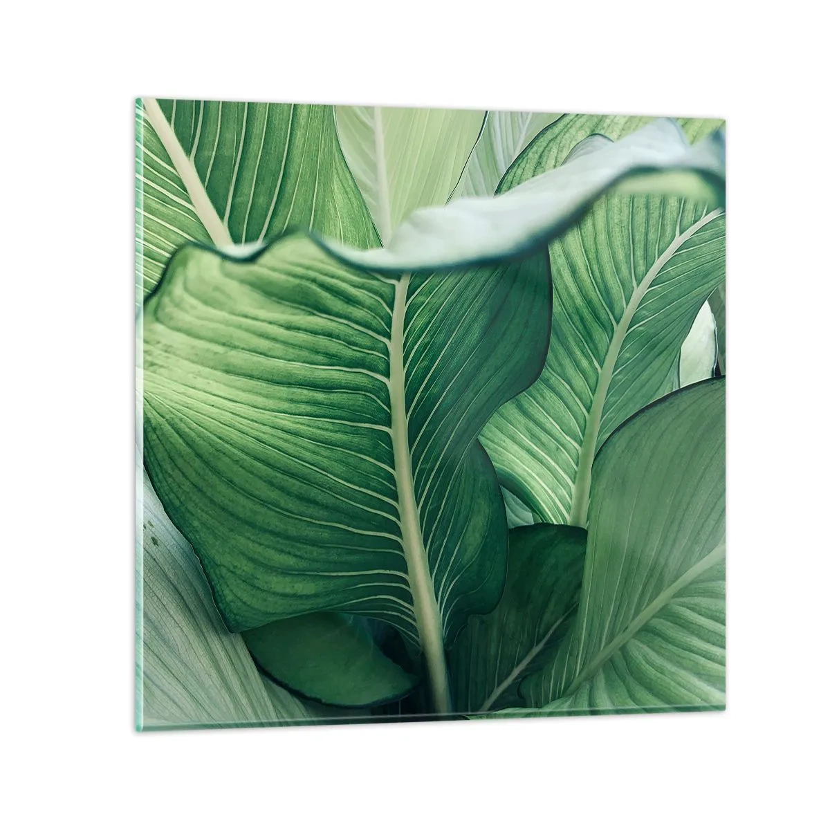 Billede på glas - Livet er intenst grønt - 60x60 cm