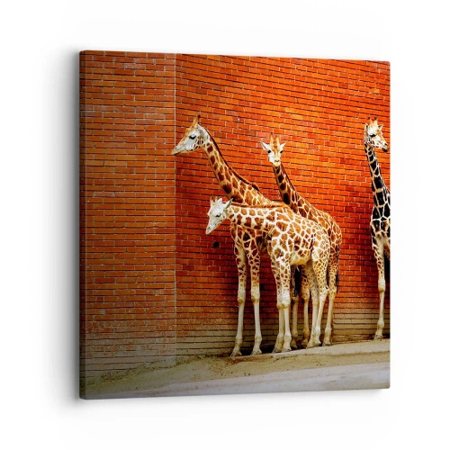 Lærredstryk - Billede på lærred - Kan du se nogen akacie? - 30x30 cm