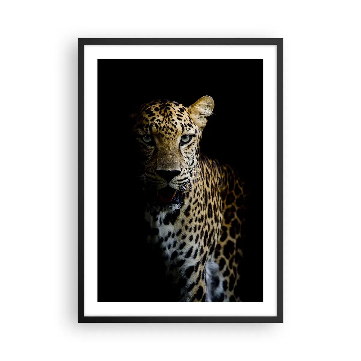 Plakat i sort ramme - En leopard mod en mørk baggrund med livlige pelsdetaljer. - 50x70cm - Mørk skønhed - Moderne vægdekoration til stue og soveværelse ARTTOR