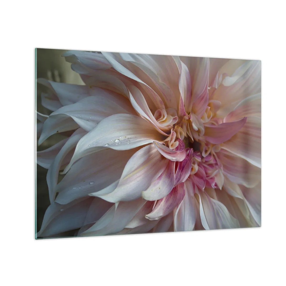 Billede på glas - Nærbillede af en lyserød og cremefarvet blomst med vanddråber - 70x50cm - Blomstrende friskhed - Moderne vægdekoration til stue og soveværelse ARTTOR