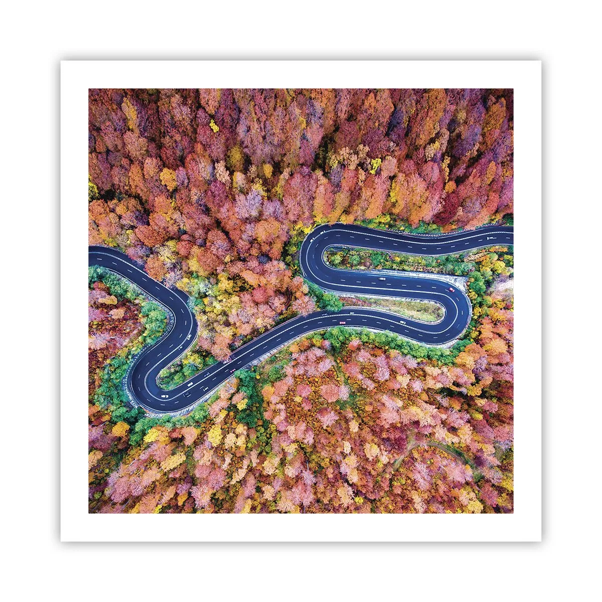 Plakat - En snoet vej gennem skoven - 60x60 cm