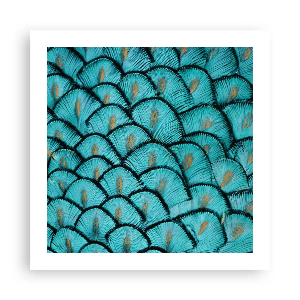 Plakat - Den store fjer-galla - 50x50 cm