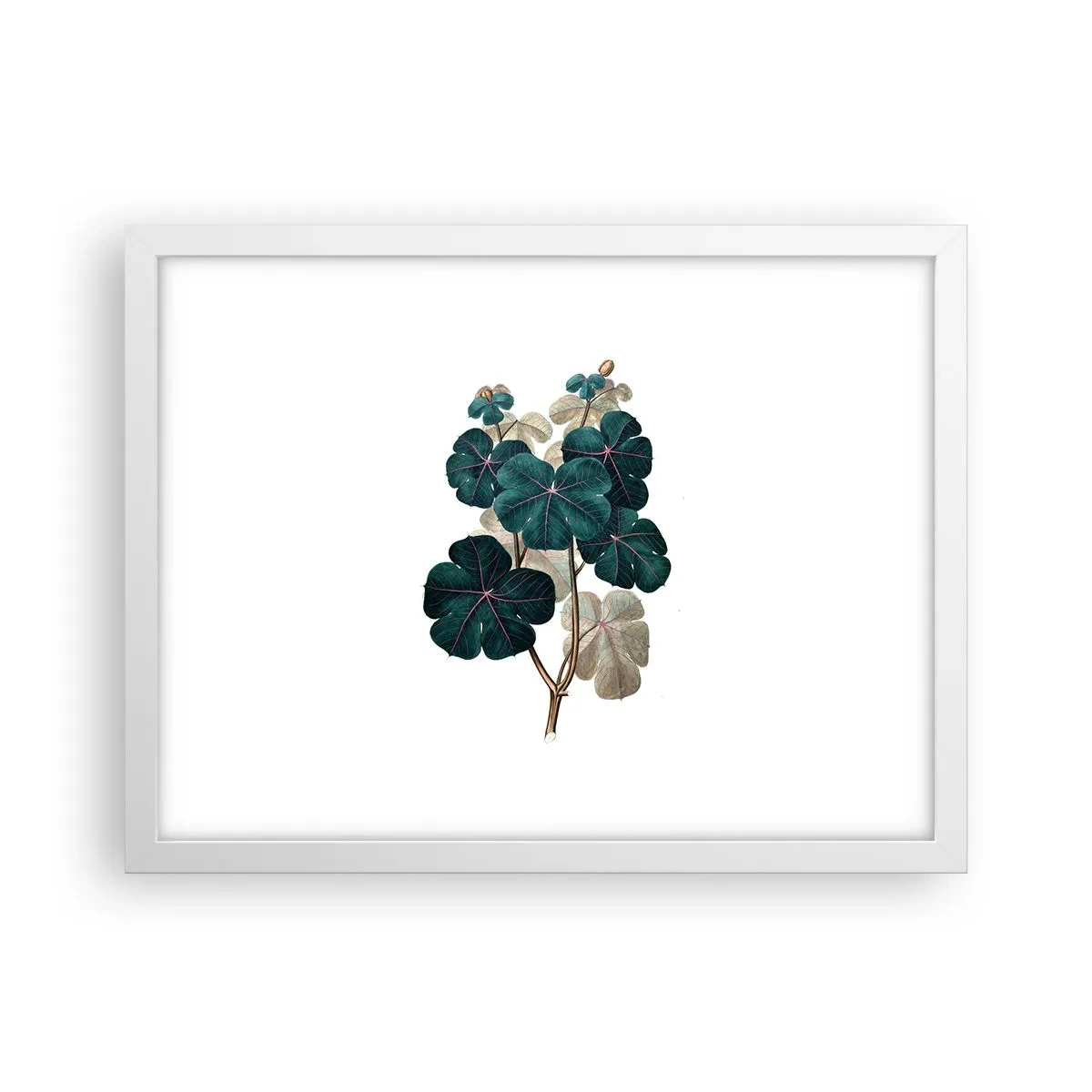 Plakat i hvid ramme - Fra et gammelt herbarium - 40x30 cm