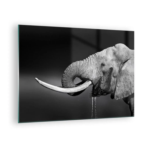 Billede på glas - Sort-hvidt portræt af en elefant med en snabel - 70x50cm - Ja, det er godt nu - Moderne vægdekoration til stue og soveværelse ARTTOR