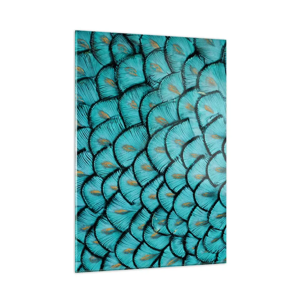 Billede på glas - Den store fjer-galla - 50x70 cm