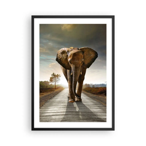 Plakat i sort ramme - En elefant går langs vejen ved solnedgang - 50x70cm - Og slet ikke i en porcelænsbutik - Moderne vægdekoration til stue og soveværelse ARTTOR