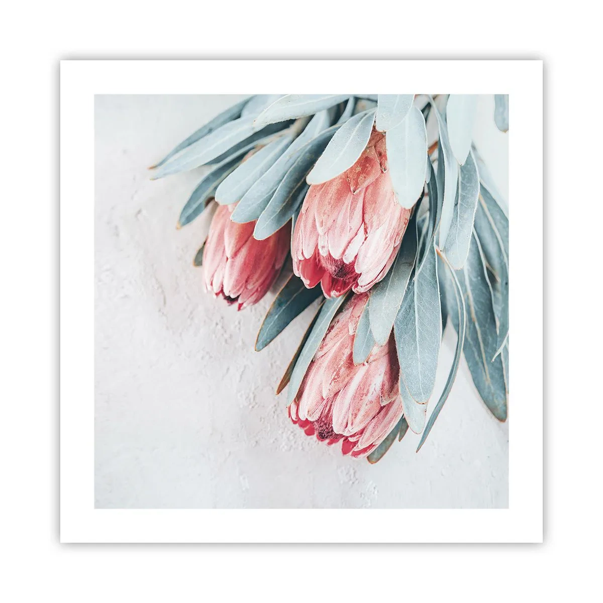 Plakat - Skammer sig over deres egen skønhed - 50x50 cm