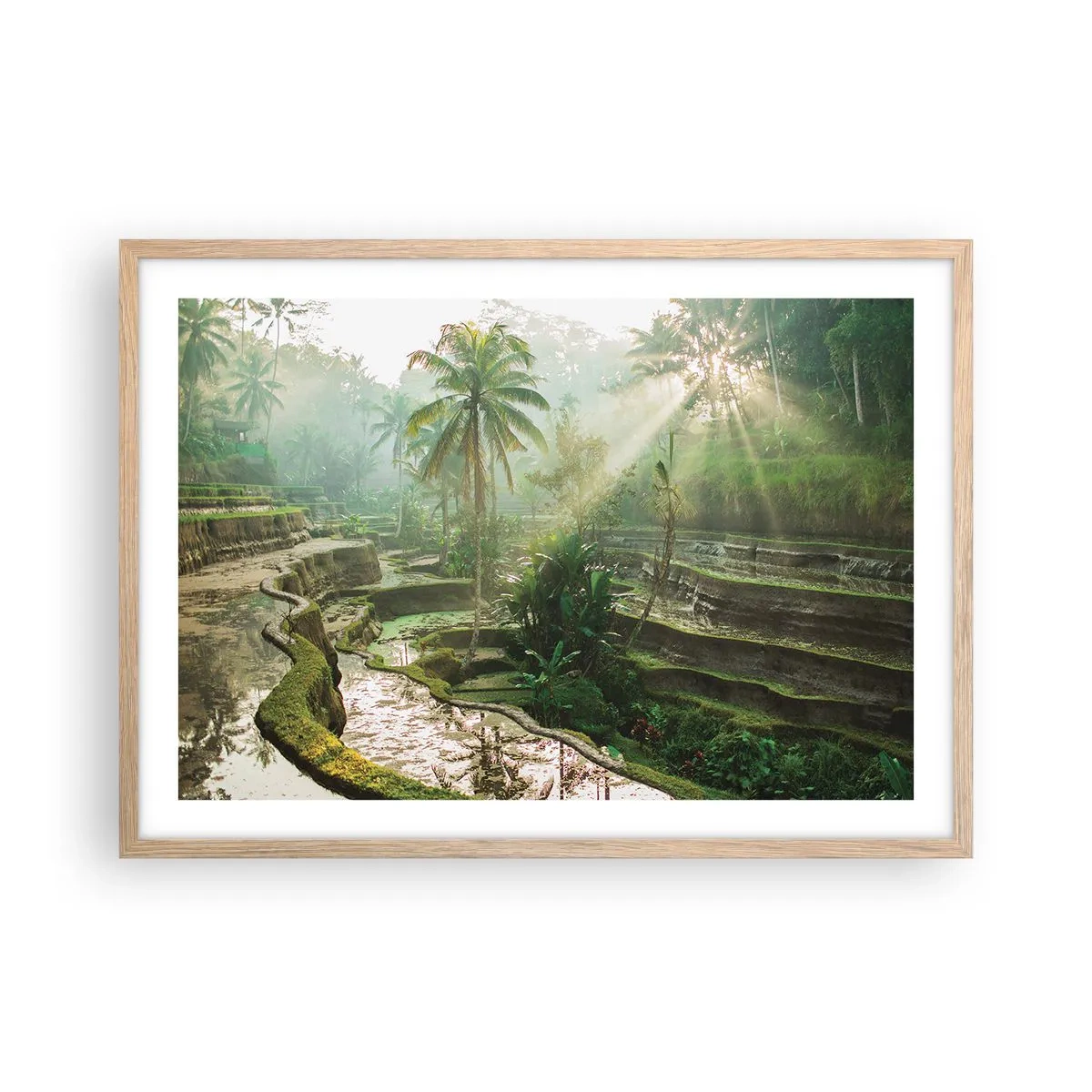 Plakat i ramme af lyst egetræ - Voksende op i solen - 70x50 cm