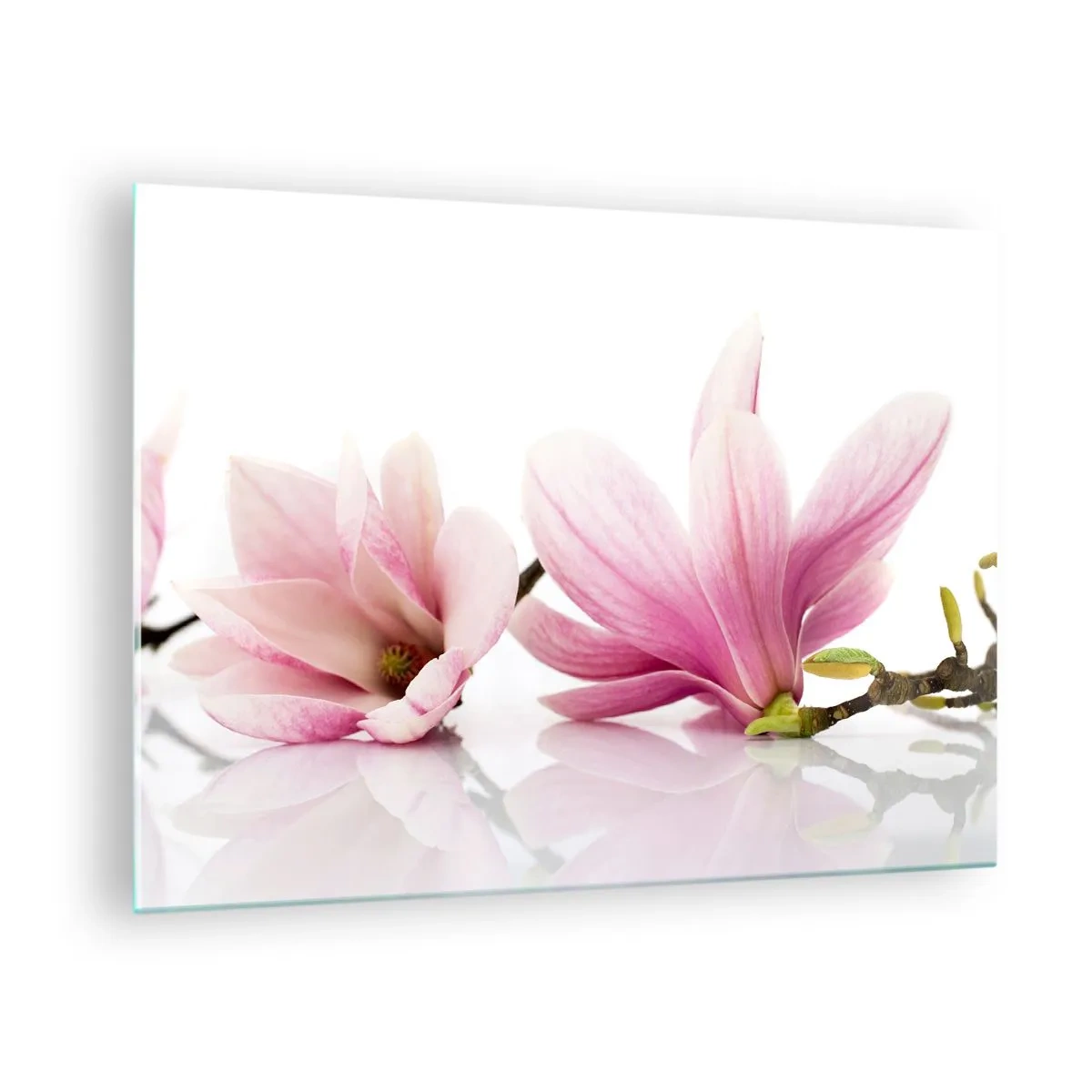 Billede på glas - Delikate magnoliablomster på en hvid baggrund - 70x50cm - Blød som et åndedrag af forår - Moderne vægdekoration til stue og soveværelse ARTTOR