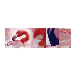 Prøve Fototapet Premium Sand - Fugleskønhed - Flamingo, Fugl, Natur - 100x30 cm