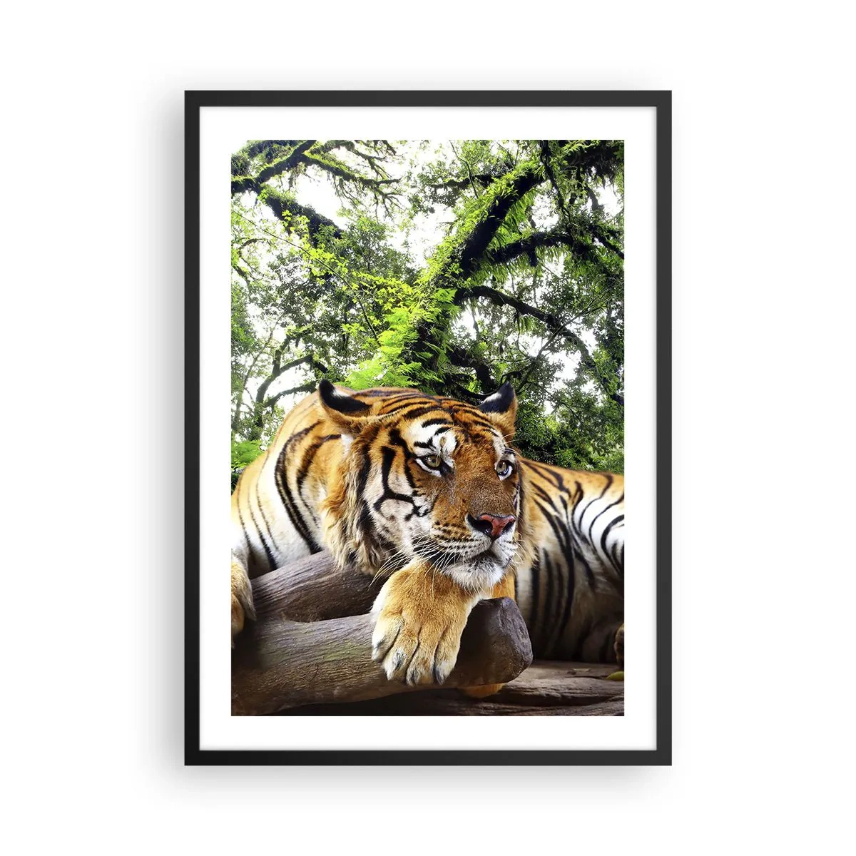Plakat i sort ramme - En tiger hviler blandt de grønne træer - 50x70cm - Med venlig hilsen - Moderne vægdekoration til stue og soveværelse ARTTOR