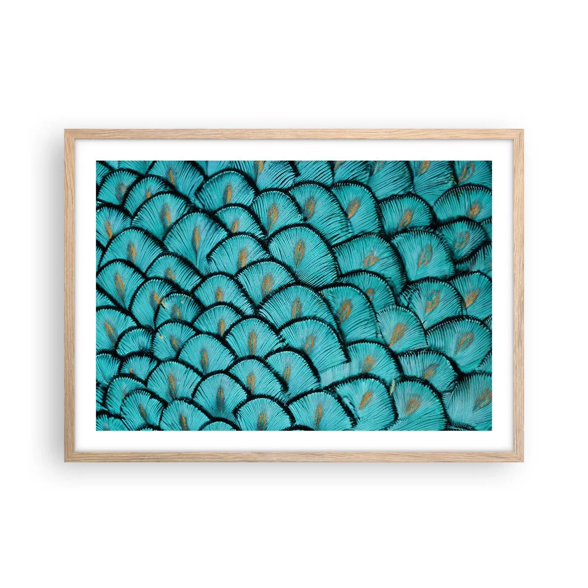 Plakat i ramme af lyst egetræ - Den store fjer-galla - 70x50 cm