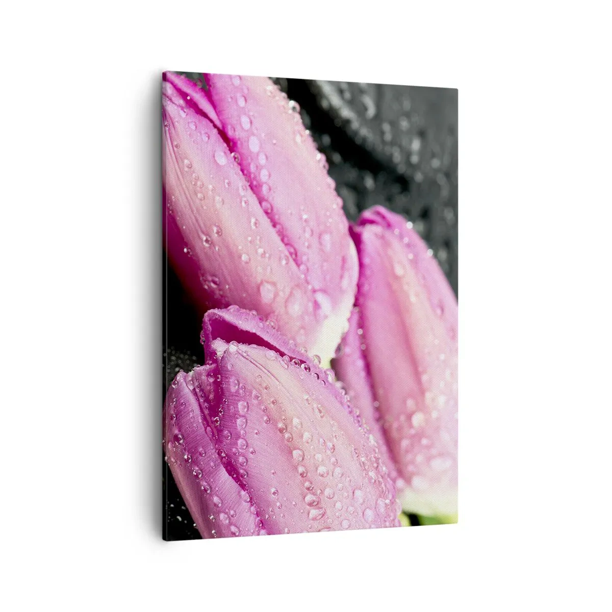 Lærredstryk - Billede på lærred - Lilla tre på sort sten - 50x70 cm