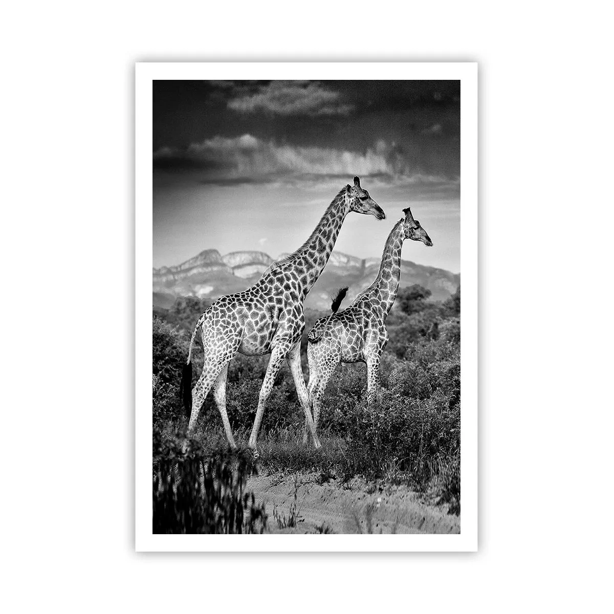 Plakat - Afrikas overklasse - 70x100 cm