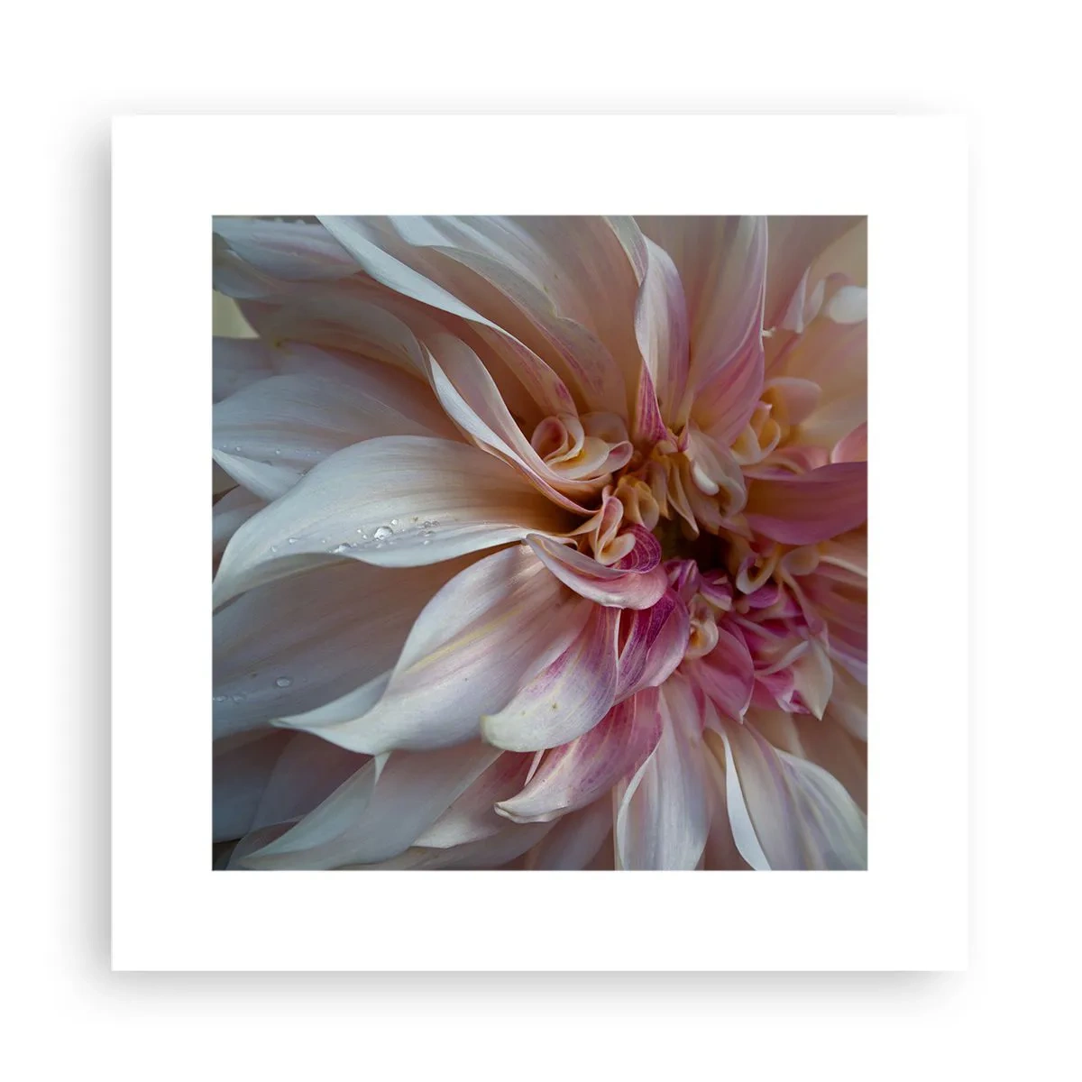 Plakat - Blomstrende friskhed - 30x30 cm