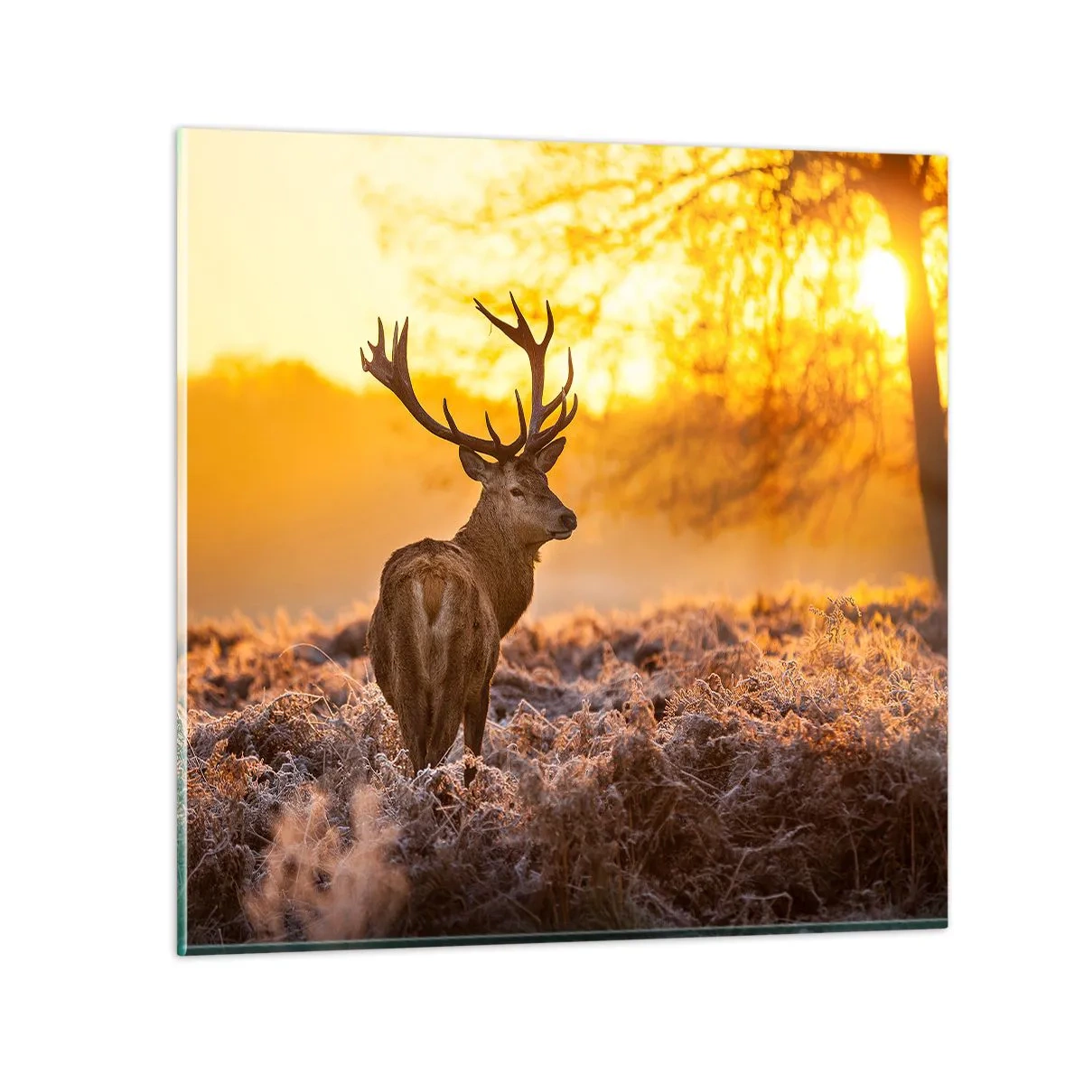 Billede på glas - Kongen af efterårsskoven - 60x60 cm