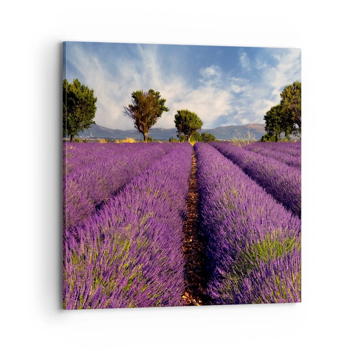 Lærredstryk - Billede på lærred - Enge med lavendel - 70x70 cm