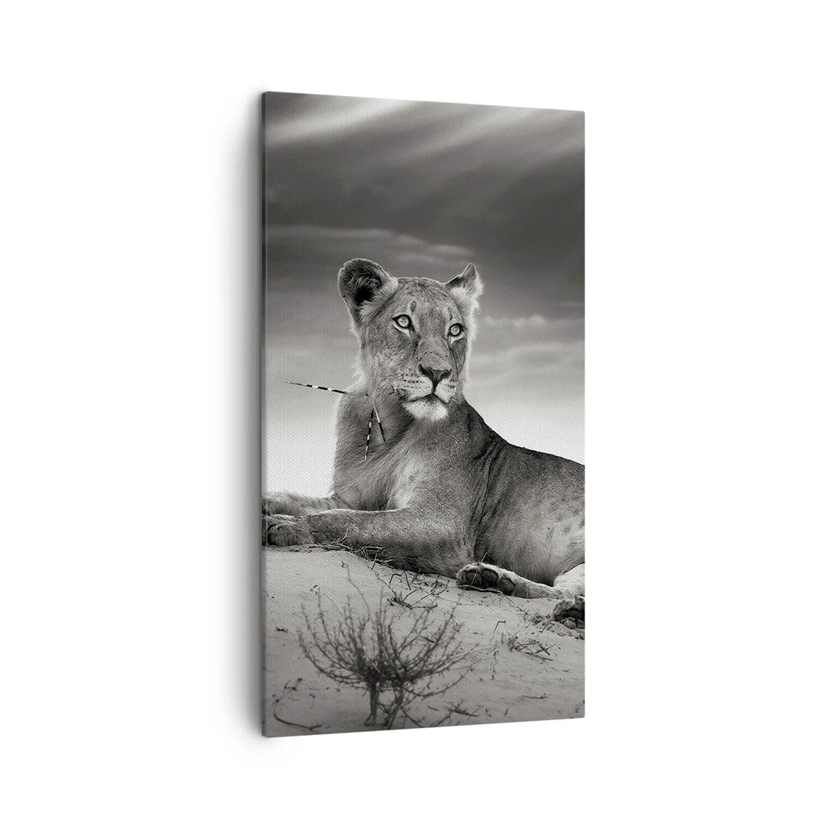 Lærredstryk - Billede på lærred - Resten af ørkendronningen - 45x80 cm