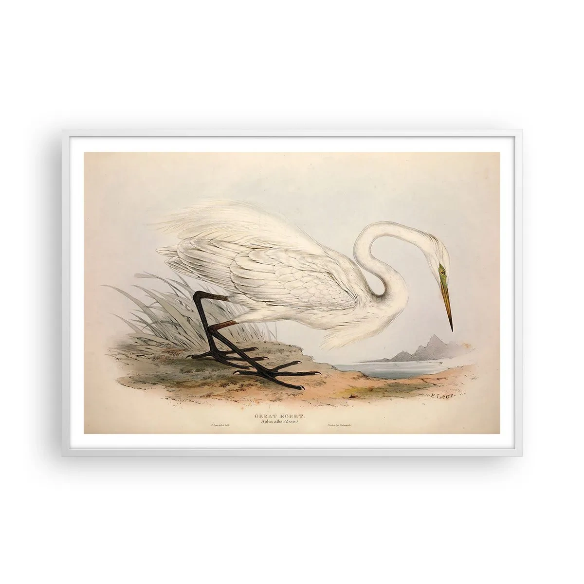 Plakat i hvid ramme - Dame på sivene - 100x70 cm