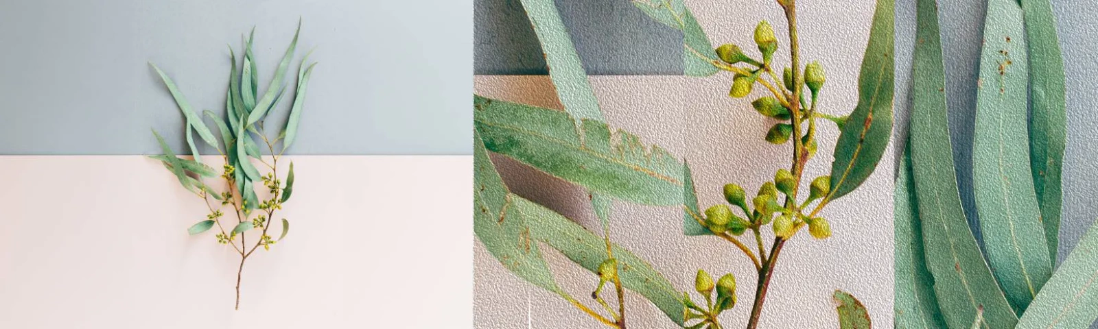 Prøve Fototapet Premium Sand - Pastelfarvernes subtilitet - Pastel, Plante, Boho - 100x30 cm