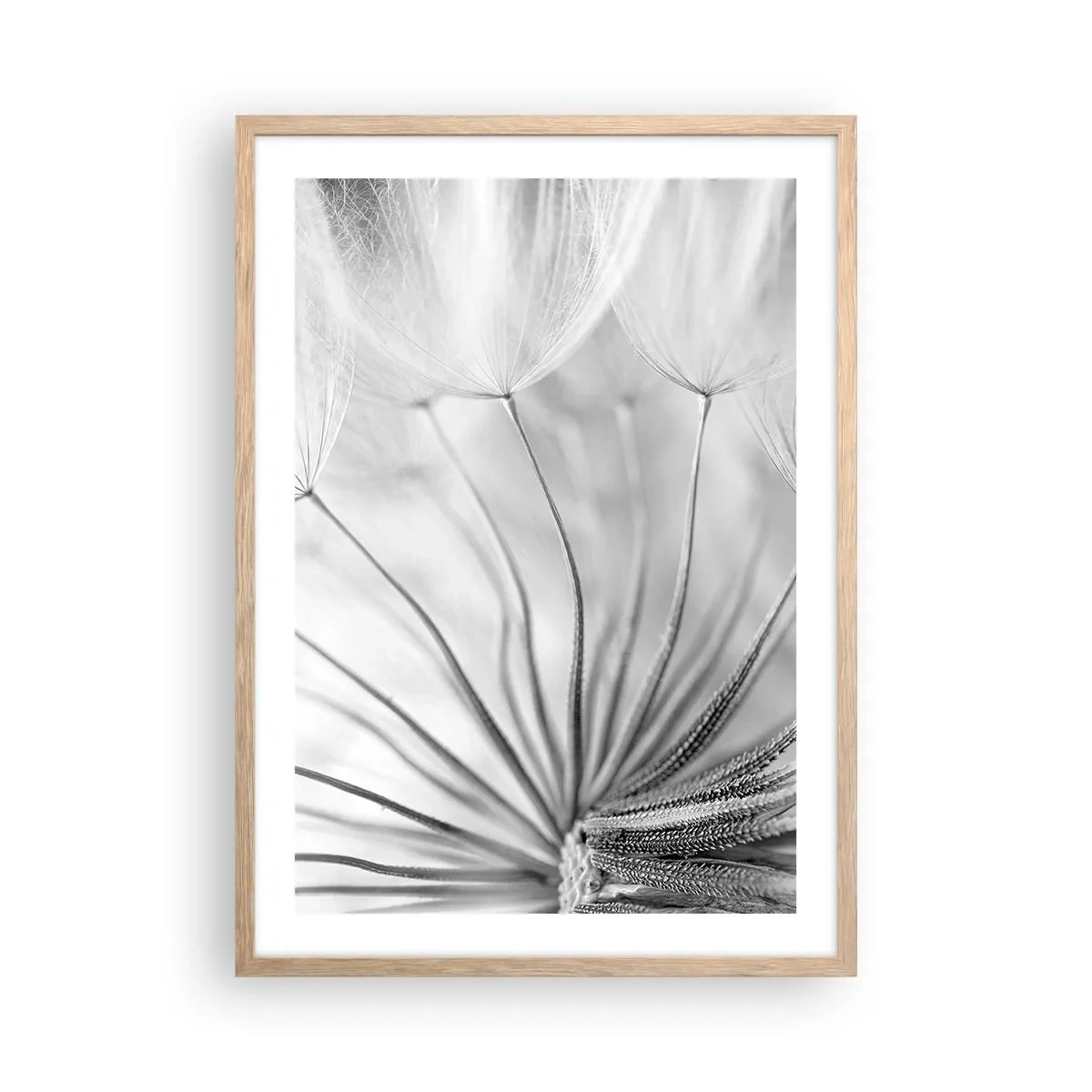 Plakat i ramme af lyst egetræ - Blæsende drager - 50x70 cm