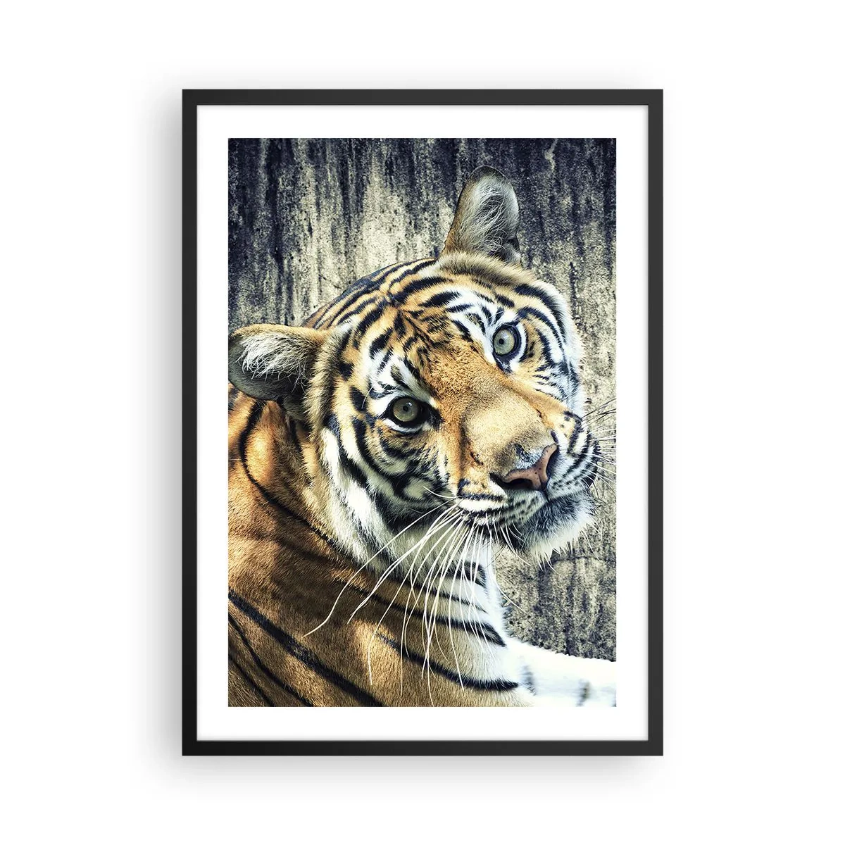 Plakat i sort ramme - Nærbillede af en tiger mod en naturlig væg - 50x70cm - Portræt i lysstrømme - Moderne vægdekoration til stue og soveværelse ARTTOR