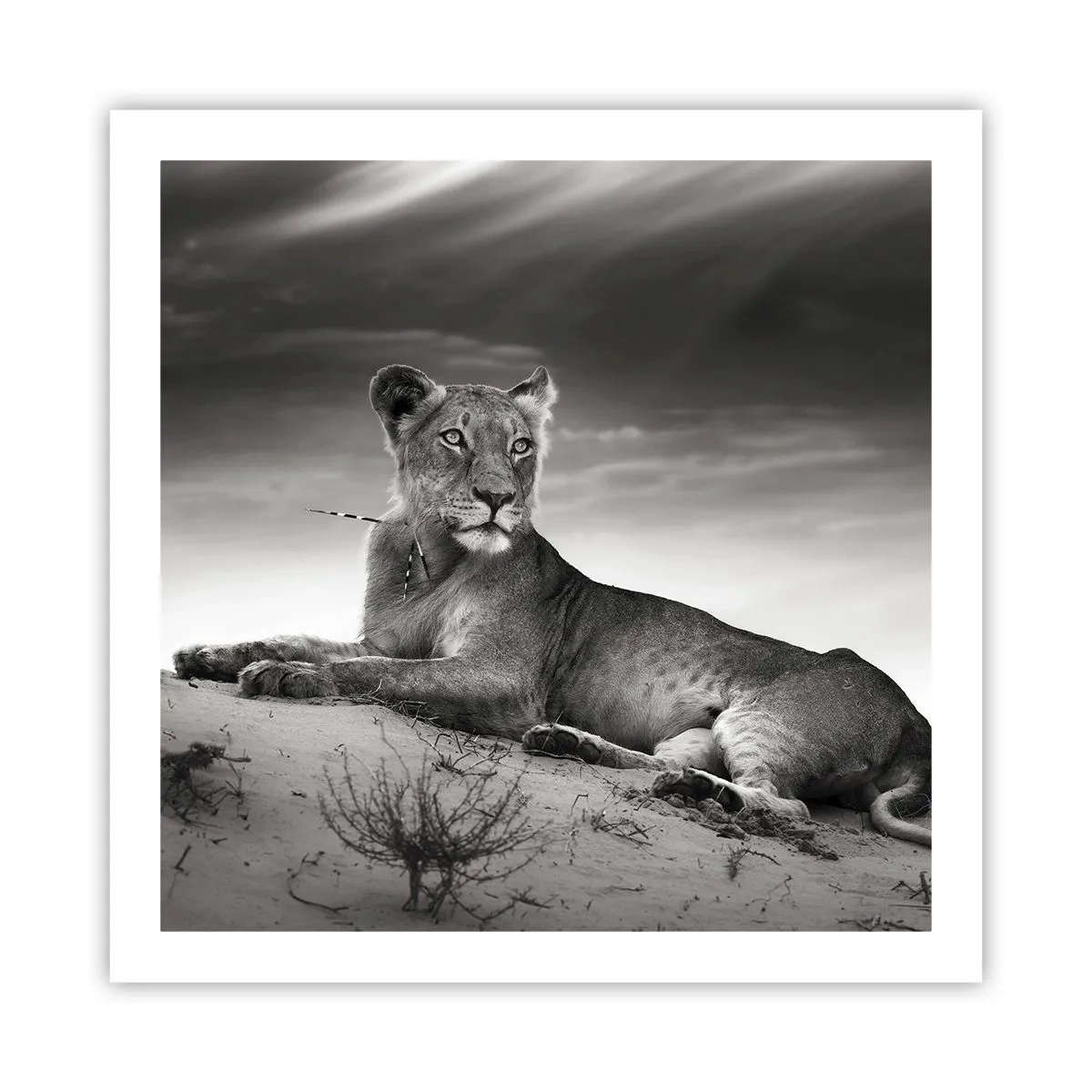 Plakat - Resten af ørkendronningen - 60x60 cm