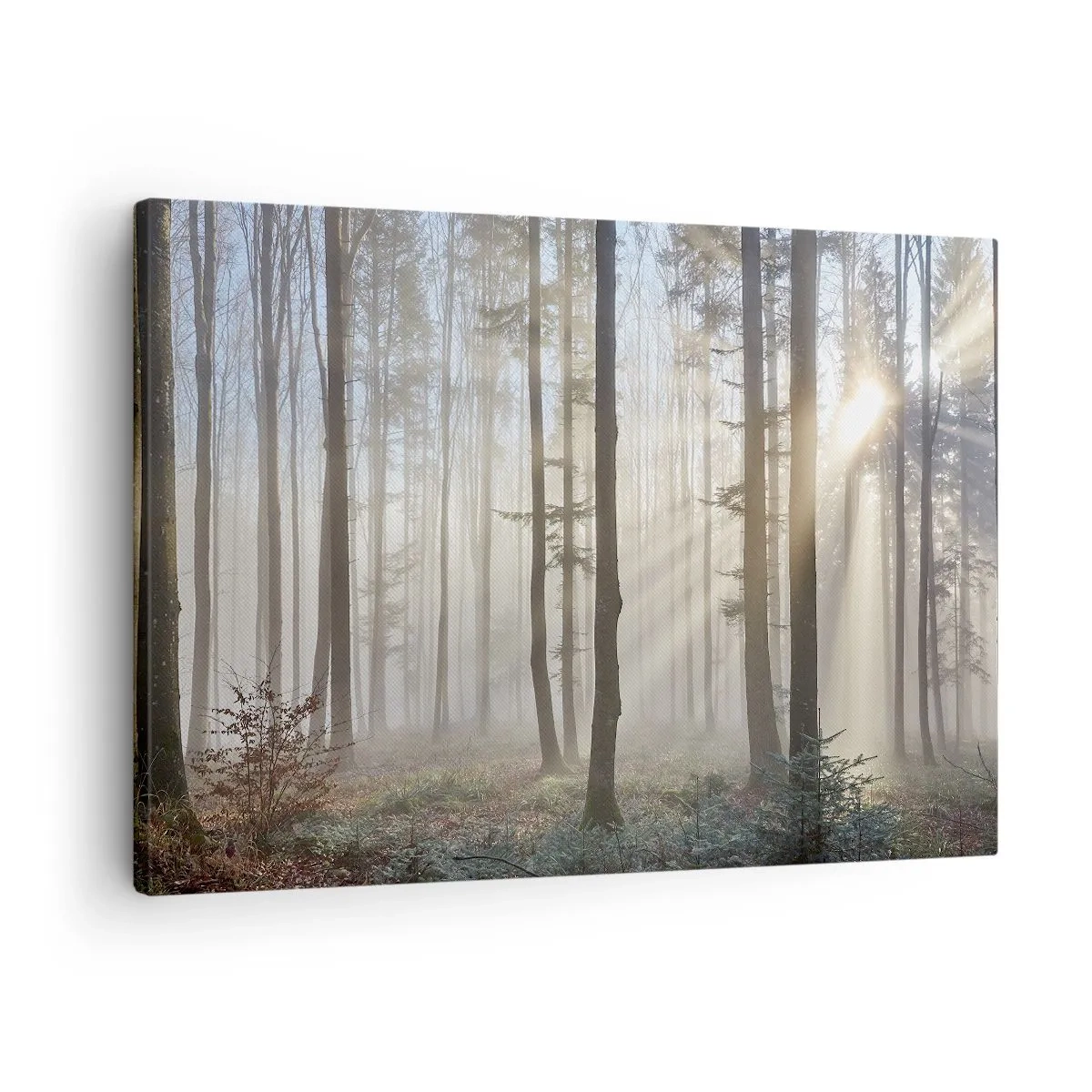 Lærredstryk - Billede på lærred - En skov i en let tåge med solstråler, der skinner gennem træerne - 70x50cm - Tågen er også vågnet op - Moderne vægdekoration til stue og soveværelse ARTTOR